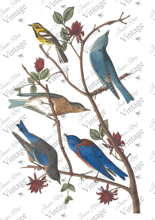 Bluebird | JRV A4 Rice Paper