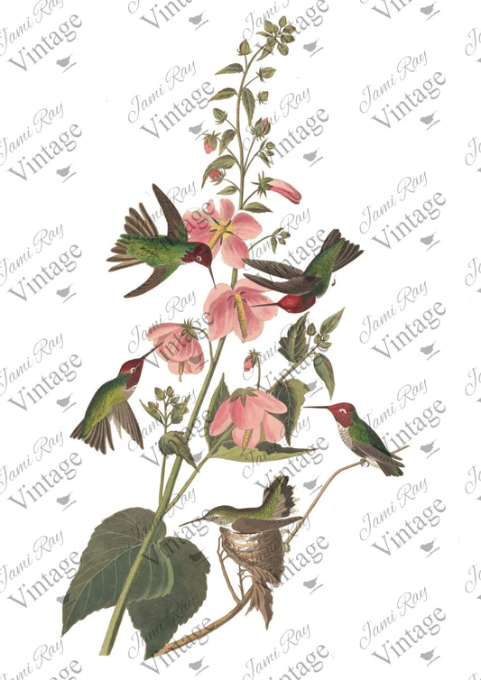 Hummingbird | JRV A4 Rice Paper | JRV Rice Paper