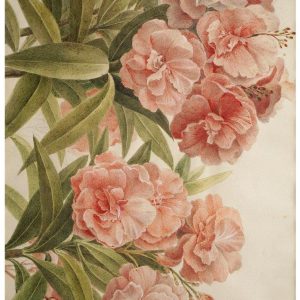 Muller's Peonies A1 Posh Chalk Deluxe Decoupage