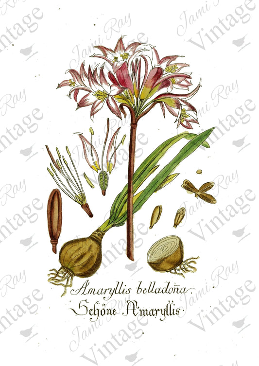 Amaryllis Flower | JRV Rice Paper A4