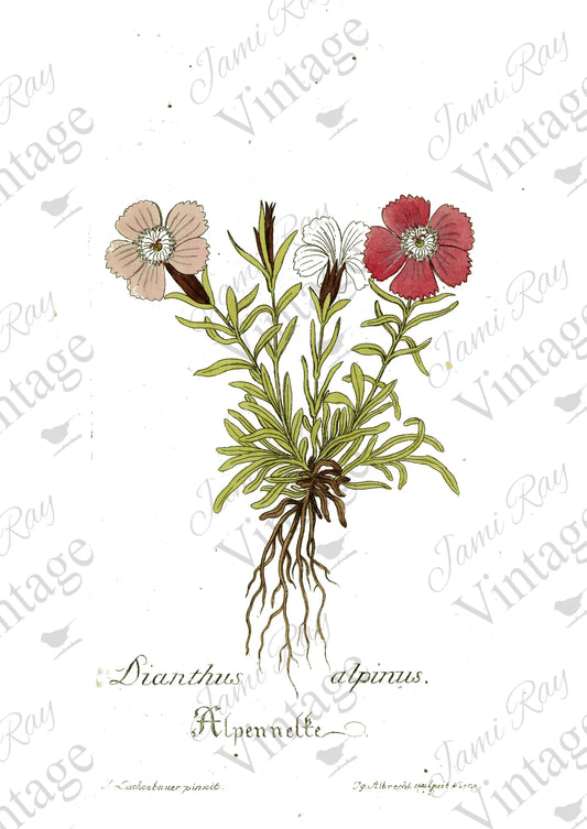 Dianthus Flower | JRV Rice Paper