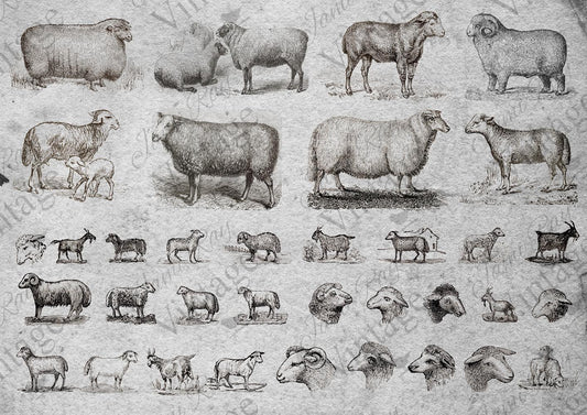 Sheep | JRV Rice Paper